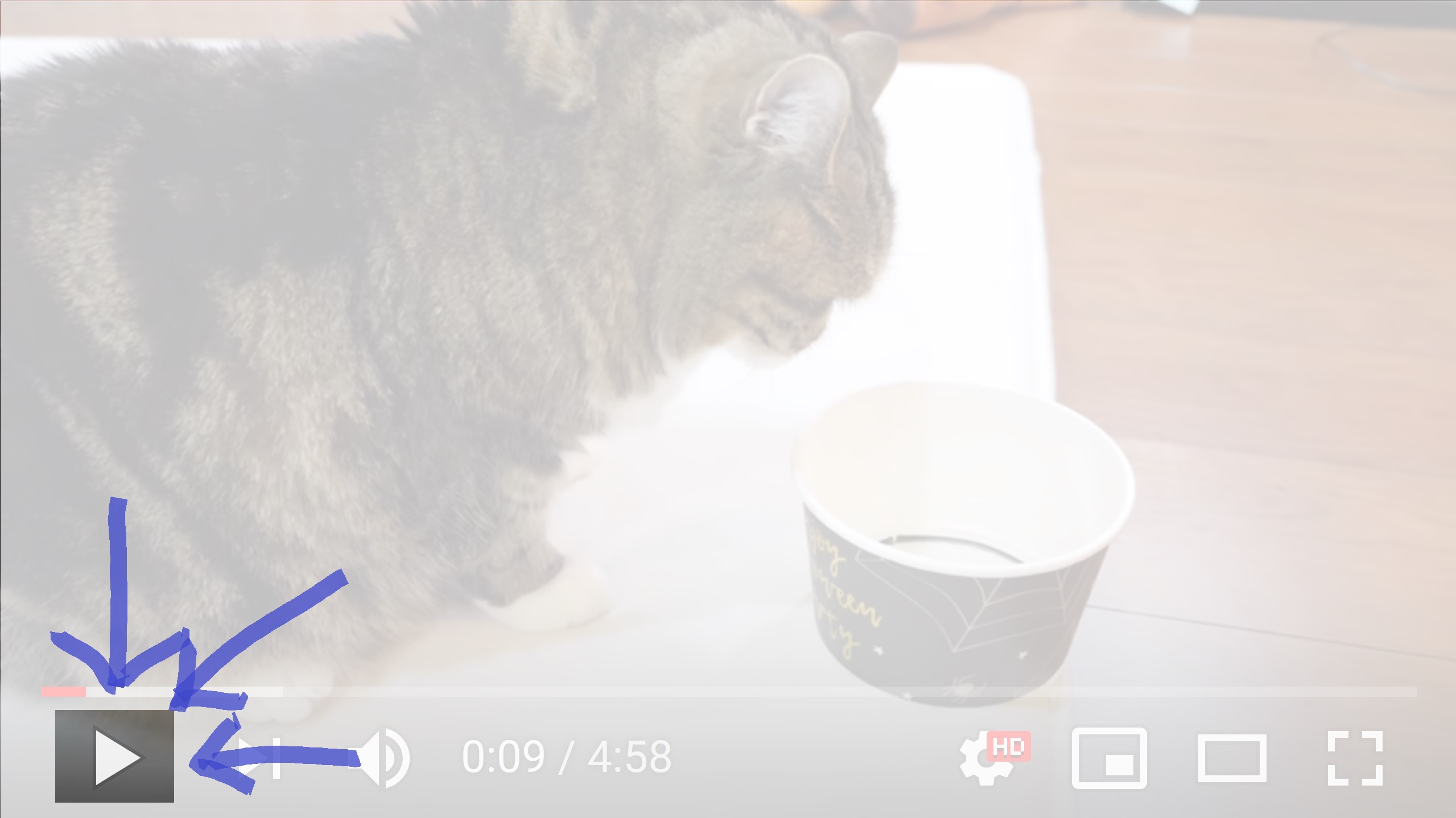 Screenshot of the youtube player with the play button highlighted. Maru is staring at a box in the backgroud.